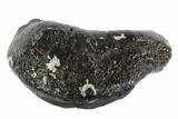 Fossil Whale Ear Bone - Miocene #95725-1